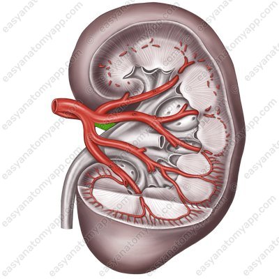 Posterior segmental artery (a. segmenti posterioris renis)
